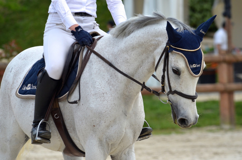 Assurance cheval prix : Ce que vous devez absolument savoir avant de signer