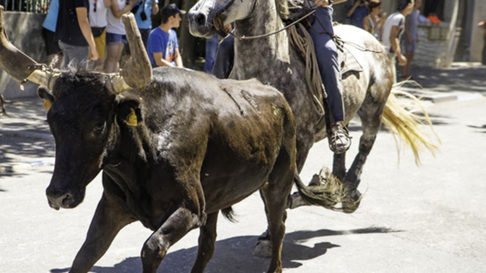 découvrez l'assurance cheval proposée par macif, une couverture adaptée aux besoins de votre équin. profitez de garanties complètes pour protéger votre cheval tout en bénéficiant d'un service client à l'écoute. assurez votre compagnon à quatre pattes en toute sérénité dès aujourd'hui !