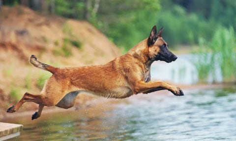 découvrez le malinois husky, un croisement fascinant entre deux races exceptionnelles. explorez ses caractéristiques, son tempérament, et les conseils d'éducation pour vivre en harmonie avec ce chien énergique et intelligent. que vous soyez passionné de race ou simplement curieux, plongez dans l'univers captivant du malinois husky!