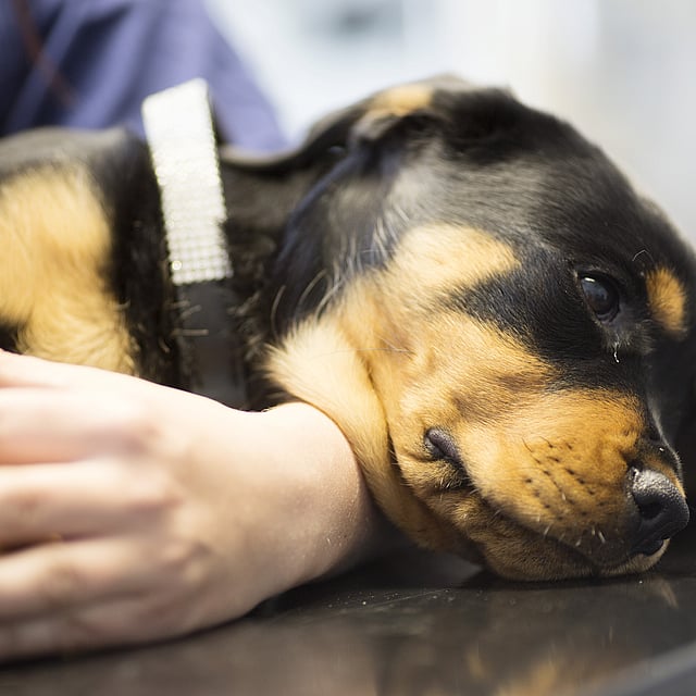 découvrez tout ce que vous devez savoir sur le prednicortone pour chien : ses usages, son efficacité, la posologie, les effets secondaires et les conseils de votre vétérinaire pour le bien-être de votre animal.