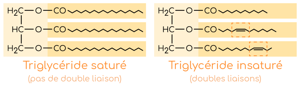 Triglycérides bas : symptômes et conséquences
