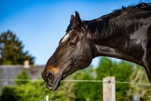 pension pour chevaux