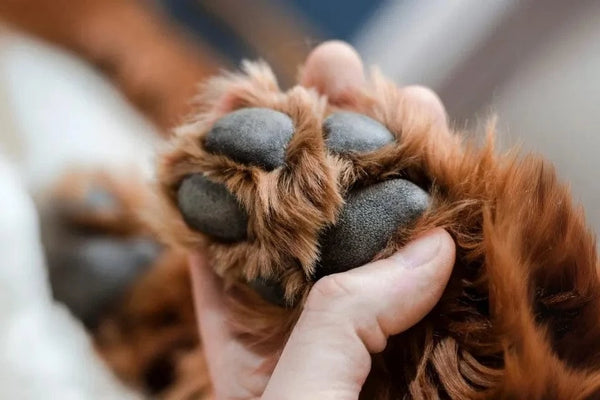découvrez tout sur la pododermatite du chien : causes, symptômes et traitements pour protéger les coussinets de votre compagnon et prévenir cette affection fréquente. conseils vétérinaires pour le bien-être de votre chien.