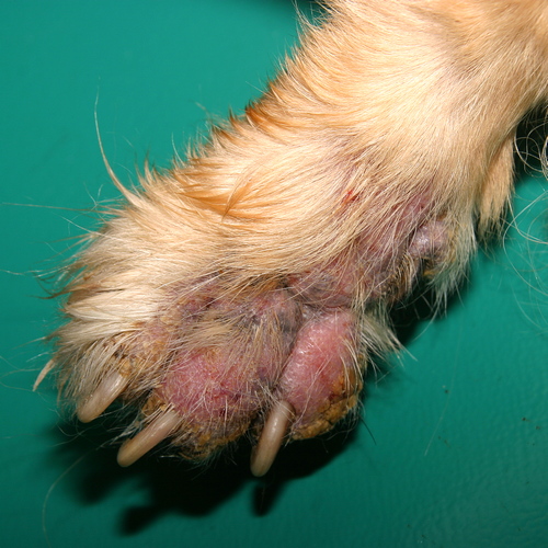 Pododermatite chez le chien : soulager les coussinets rouges