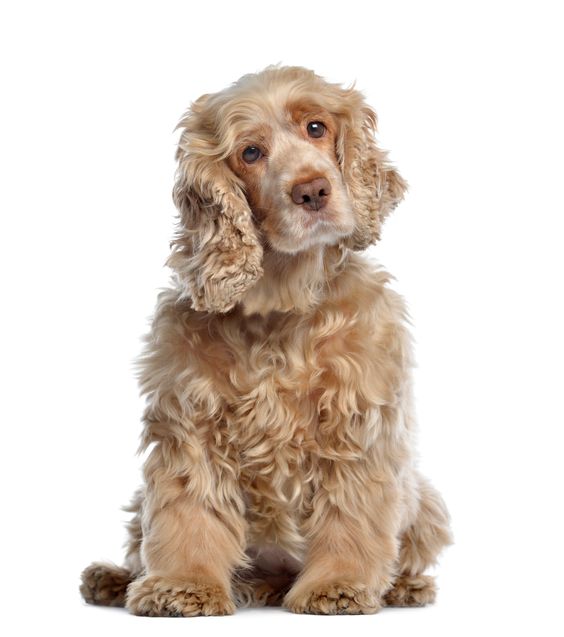 Cocker Spaniel Anglais : vivre avec un cocker