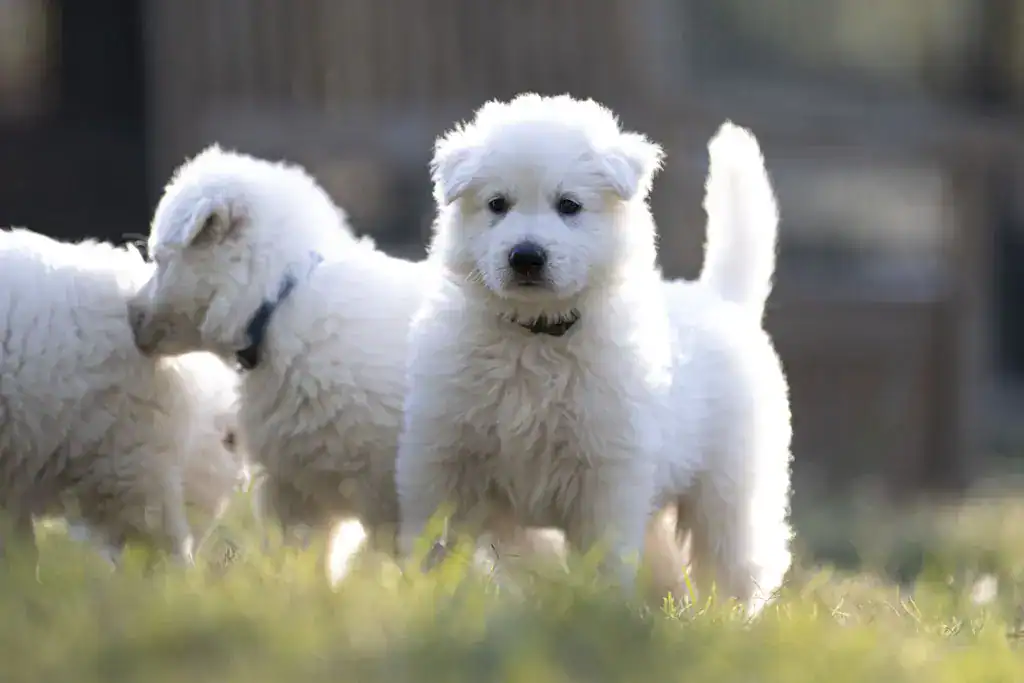 découvrez nos chiots berger blanc suisse à adopter. trouvez le compagnon idéal pour votre famille parmi nos chiots élevés avec amour et soins.