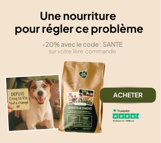 découvrez comment choisir les meilleures croquettes pour votre teckel afin de garantir une alimentation saine et adaptée à ses besoins spécifiques.