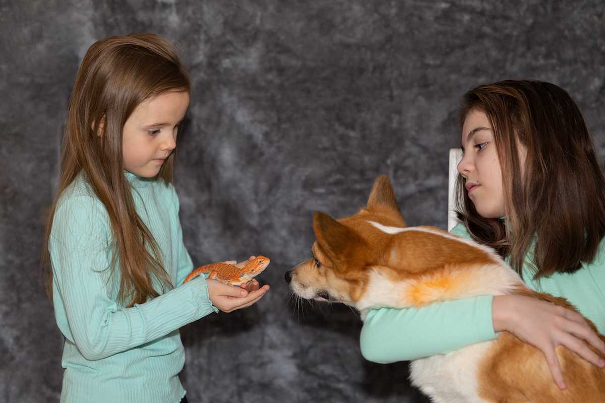 découvrez les conseils essentiels pour prendre soin de votre corgi adulte, avec un guide complet sur son alimentation et ses besoins spécifiques.