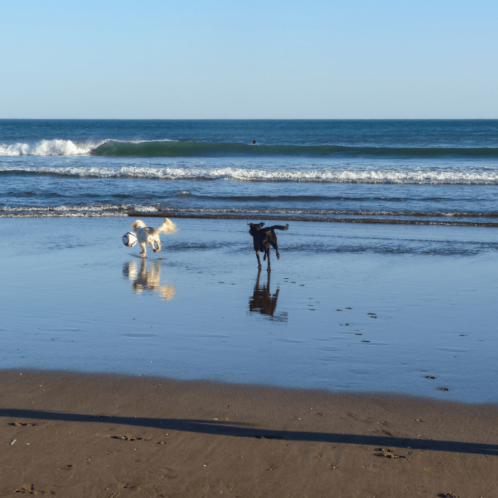 Plages du Morbihan autorisées aux chiens en 2021