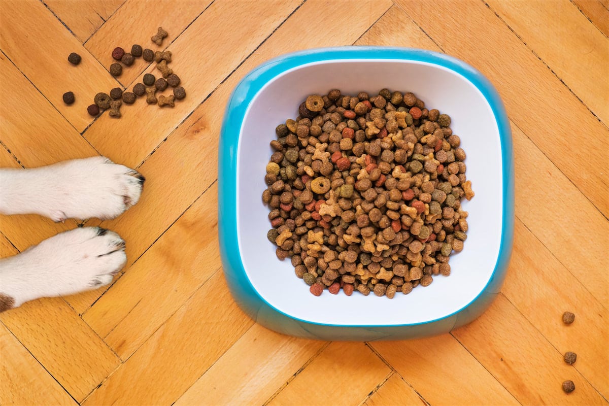 découvrez notre avis complet sur les croquettes lapsa lab : qualité des ingrédients, bienfaits pour votre animal, et conseils d'utilisation pour une alimentation saine.