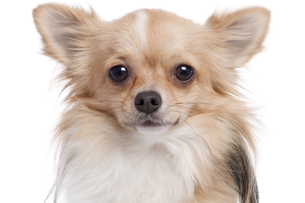 découvrez comment gérer les crises du syndrome vestibulaire chez le vieux chien avec des conseils pratiques et des solutions adaptées pour améliorer son bien-être.